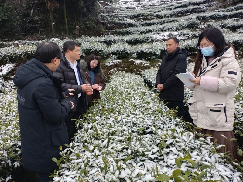 有关于农技专家走进虎皮寨茶园 实地讲授茶叶防冻知识的相关内容(1)