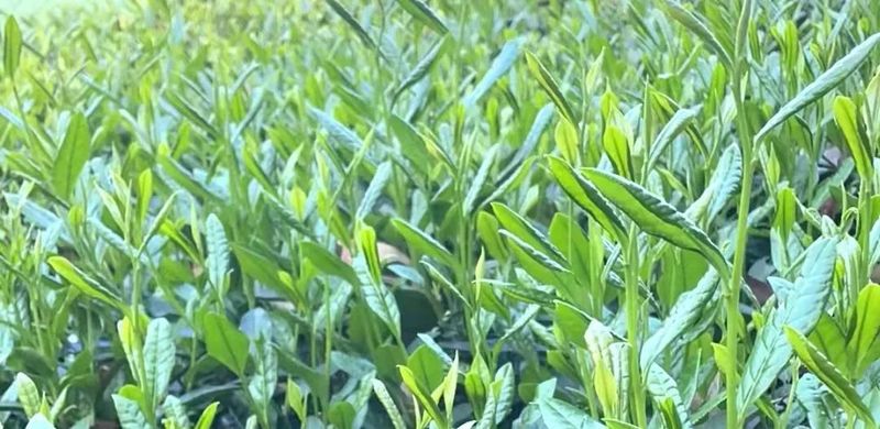 有关于农技专家走进虎皮寨茶园 实地讲授茶叶防冻知识的相关内容