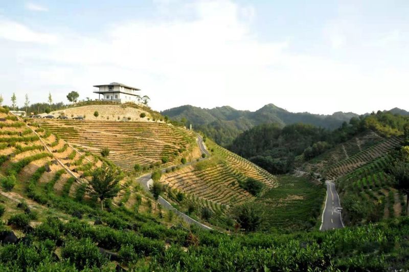 有关于双山绿茶:高山茶园 绿色健康的信息