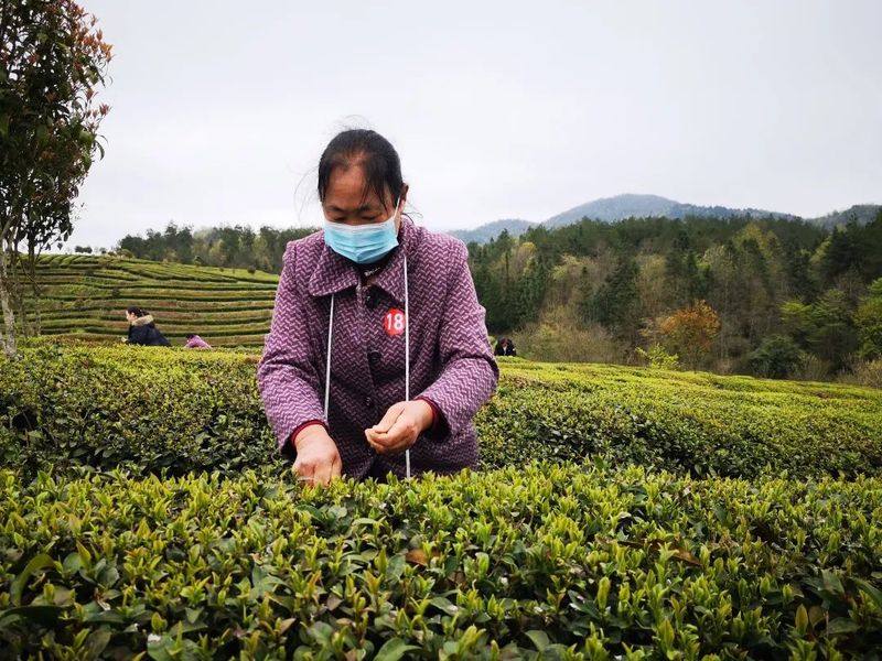 有关于双手蝶舞,采出致富路 石阡举办2022年双手采茶技能大赛初赛的消息(5)