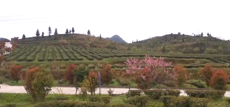 有关于双手蝶舞,采出致富路 石阡举办2022年双手采茶技能大赛初赛的消息(7)