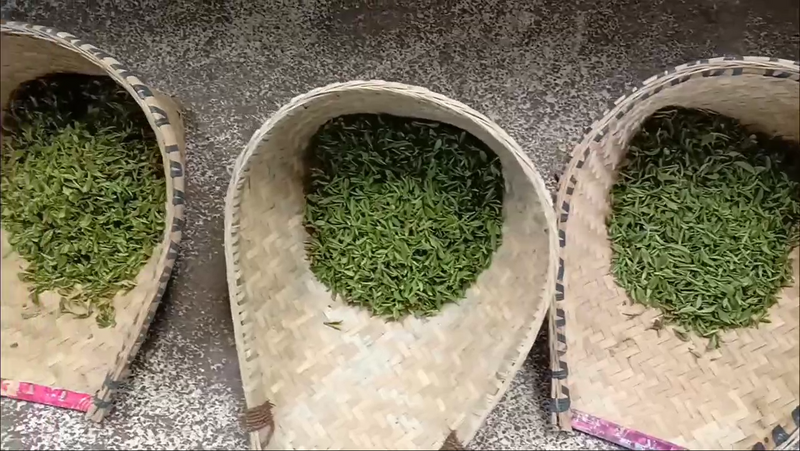 有关于双手蝶舞,采出致富路 石阡举办2022年双手采茶技能大赛初赛的消息(6)
