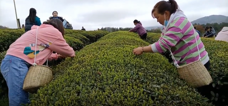 有关于双手蝶舞,采出致富路 石阡举办2022年双手采茶技能大赛初赛的消息(2)