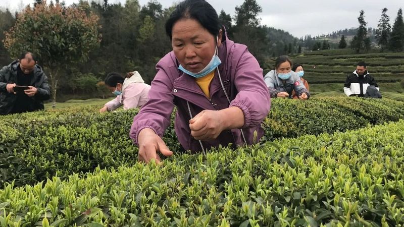 有关于双手蝶舞,采出致富路 石阡举办2022年双手采茶技能大赛初赛的消息(4)