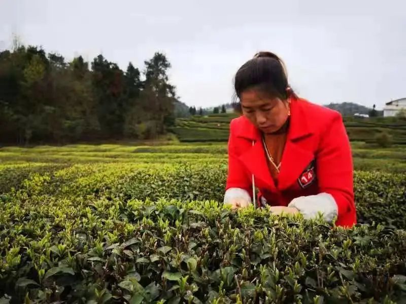 有关于双手蝶舞,采出致富路 石阡举办2022年双手采茶技能大赛初赛的消息(3)