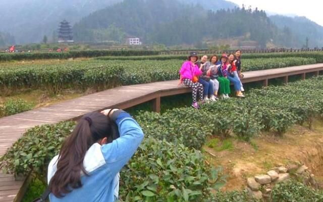 关于高乐山镇龙坪村:茶旅融合促乡村振兴的新闻