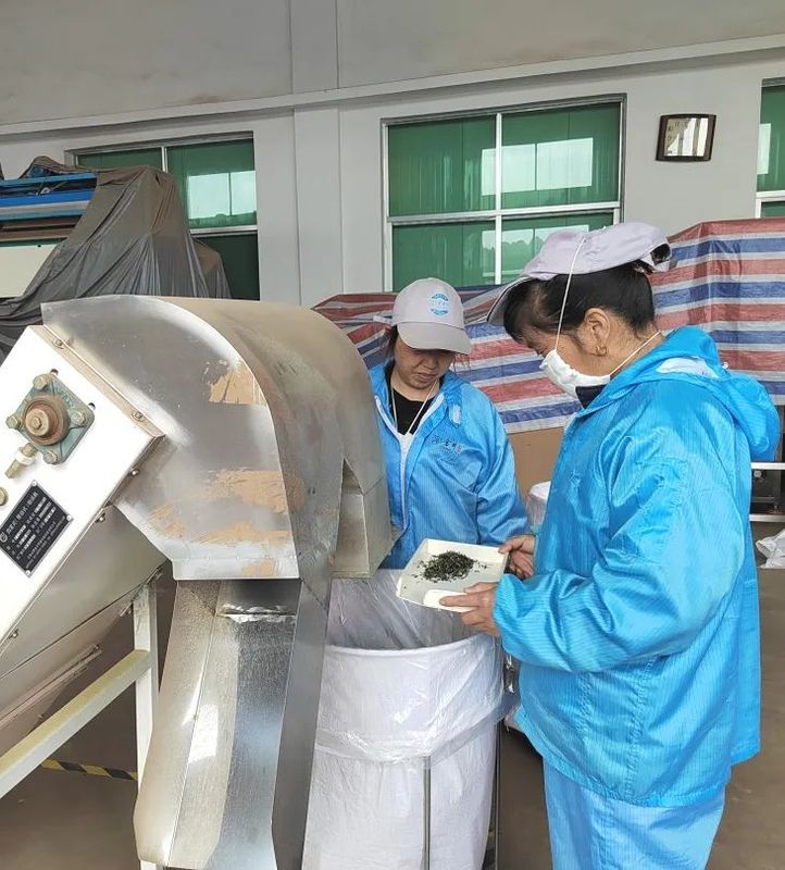 有关于找春天:不一样的春茶“风景”的信息(26)