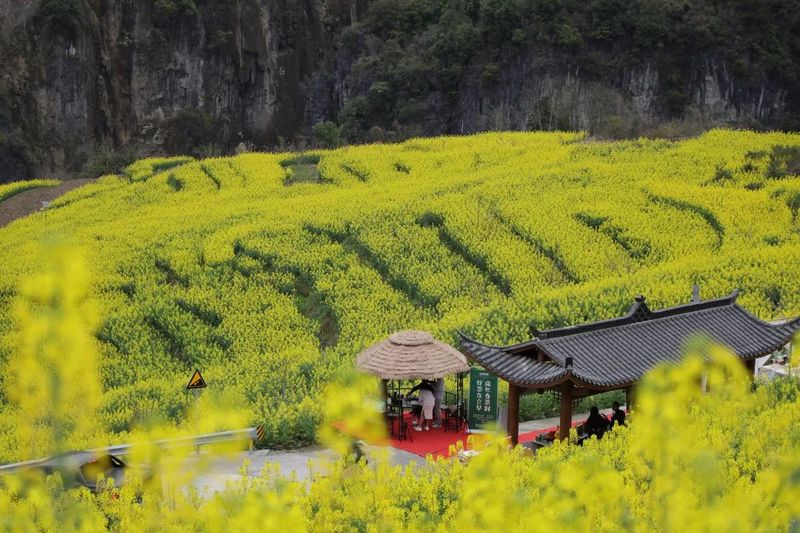 有关于找春天:不一样的春茶“风景”的信息(16)