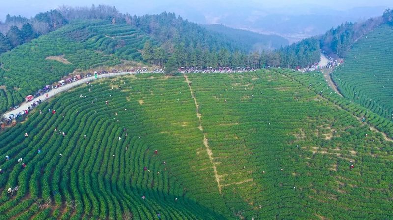 有关于找春天:不一样的春茶“风景”的信息(5)