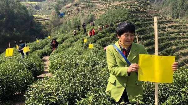 有关于找春天:不一样的春茶“风景”的信息(27)