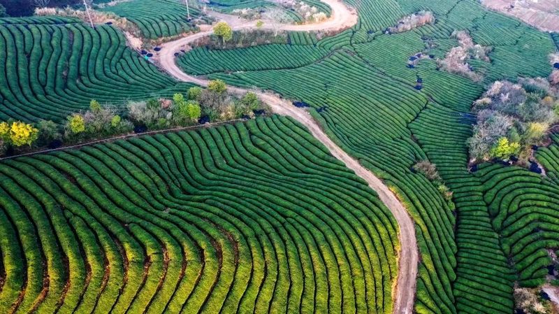 有关于找春天:不一样的春茶“风景”的信息(29)