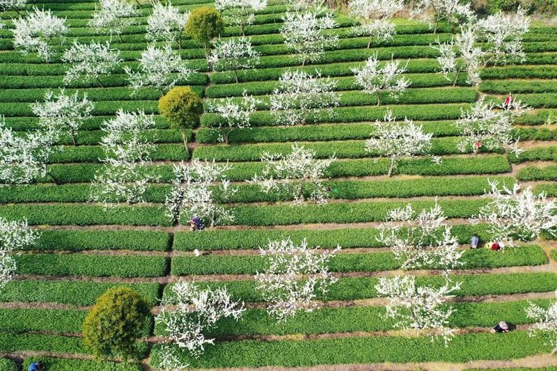有关于找春天:不一样的春茶“风景”的信息(9)