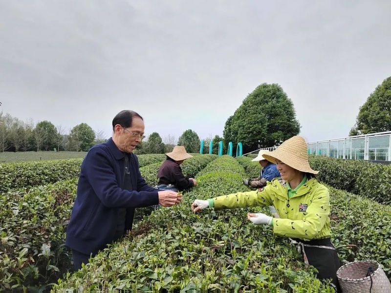 有关于找春天:不一样的春茶“风景”的信息(24)