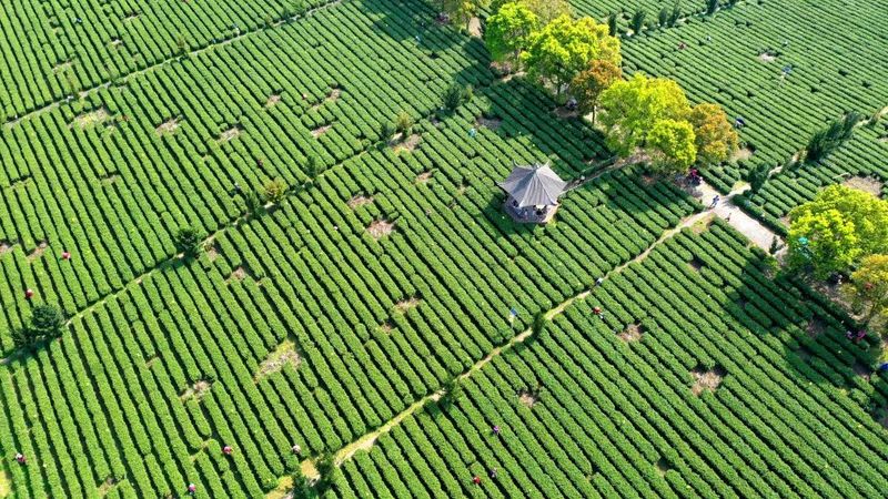 有关于找春天:不一样的春茶“风景”的信息(22)