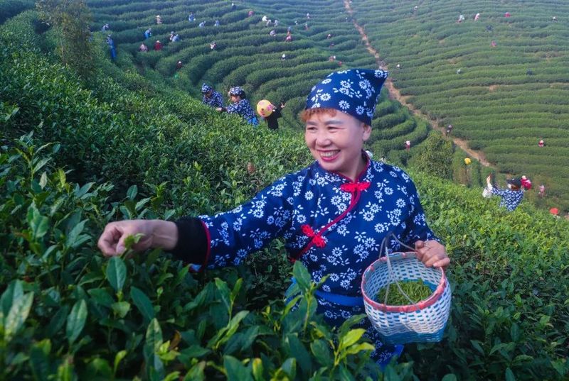 有关于找春天:不一样的春茶“风景”的信息(4)