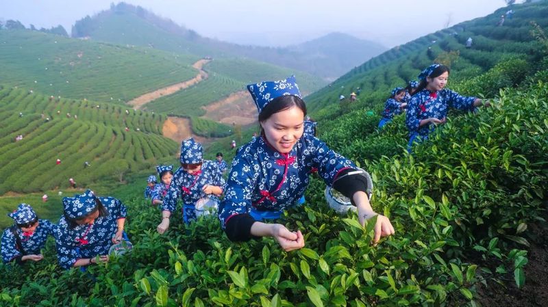 有关于找春天:不一样的春茶“风景”的信息(3)