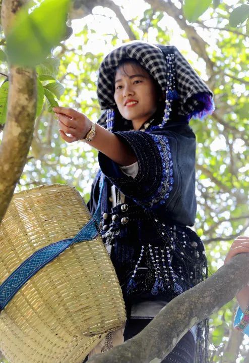 有关于找春天:不一样的春茶“风景”的信息(12)