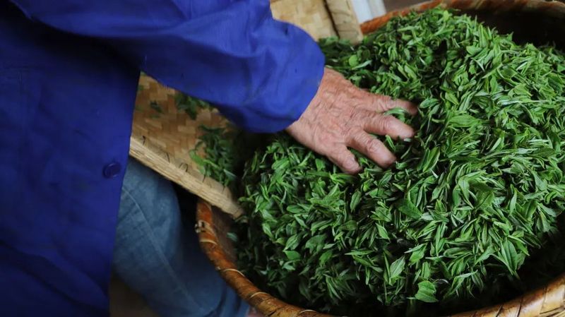 有关于找春天:不一样的春茶“风景”的信息(18)