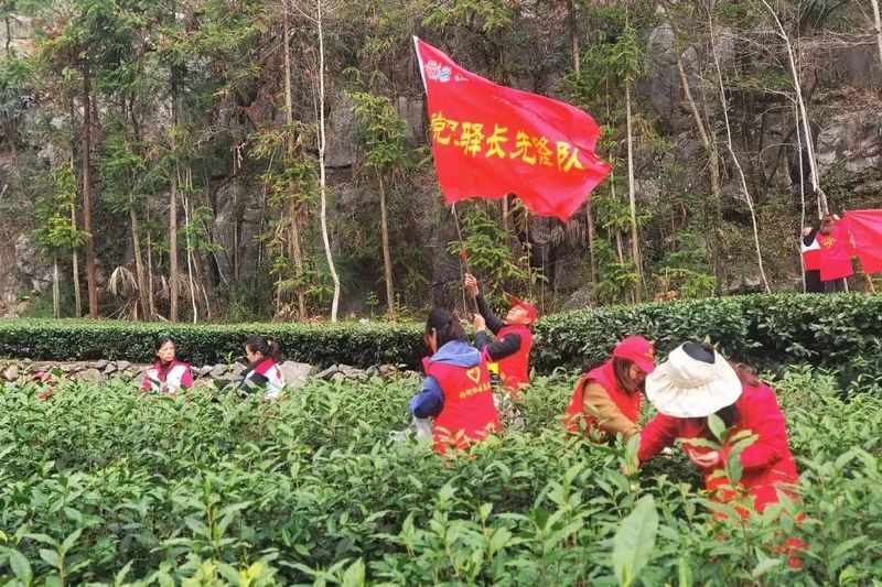 有关于找春天:不一样的春茶“风景”的信息(21)