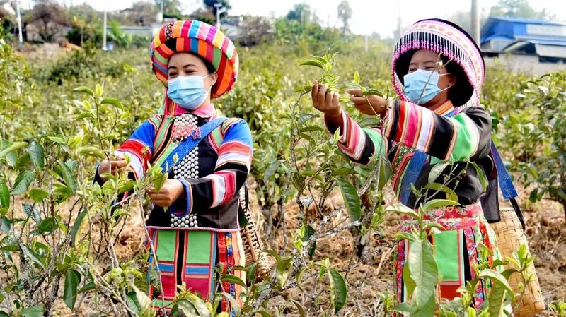 有关于找春天:不一样的春茶“风景”的信息(6)