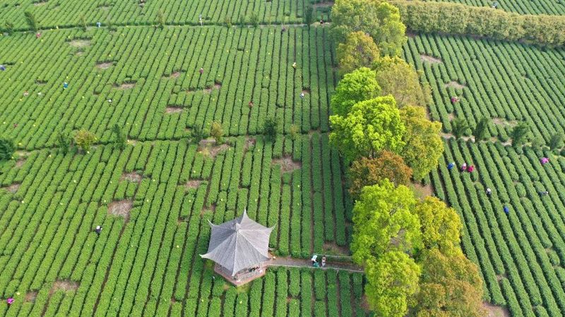 有关于找春天:不一样的春茶“风景”的信息(23)