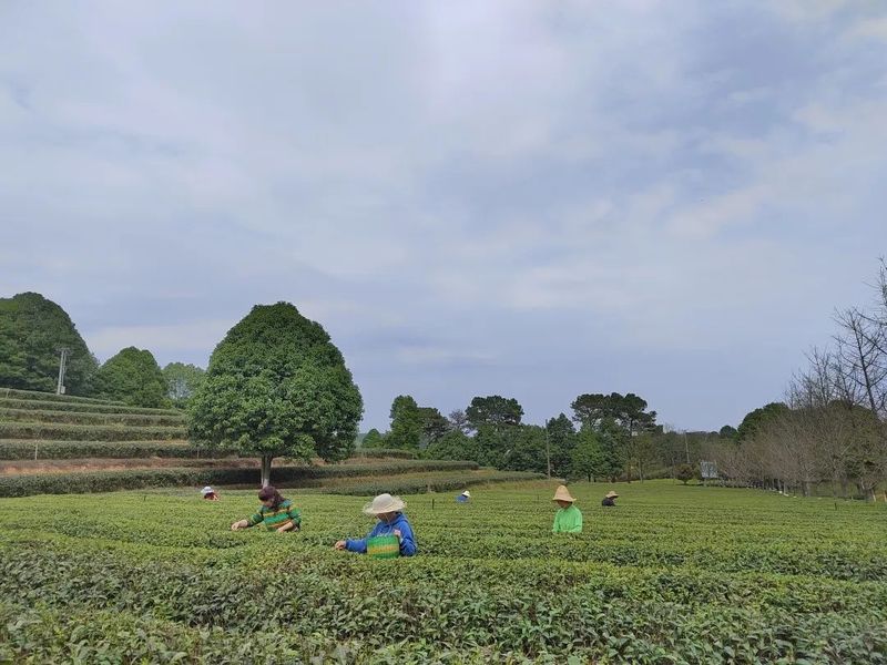 有关于找春天:不一样的春茶“风景”的信息(25)