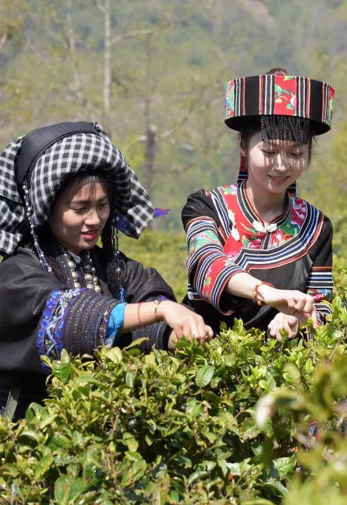 有关于找春天:不一样的春茶“风景”的信息(11)