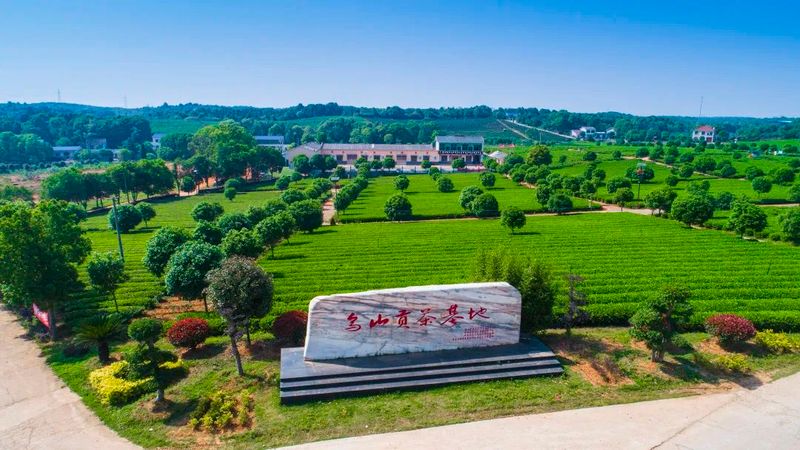 有关于找春天:不一样的春茶“风景”的信息(17)