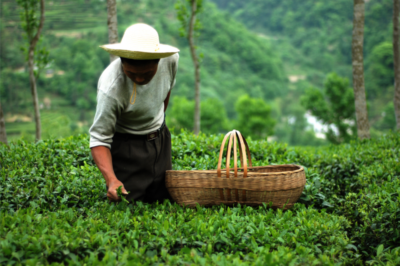 有关于找春天:不一样的春茶“风景”的信息(19)