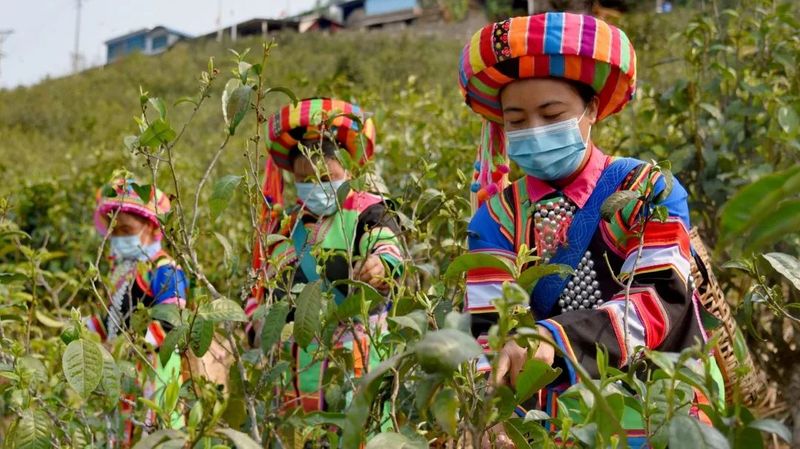 有关于找春天:不一样的春茶“风景”的信息(7)
