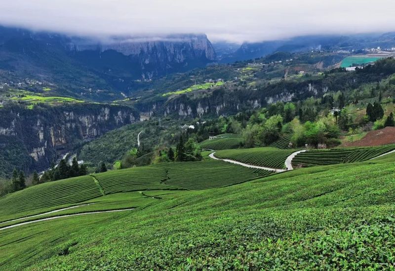 有关于找春天:不一样的春茶“风景”的信息(14)