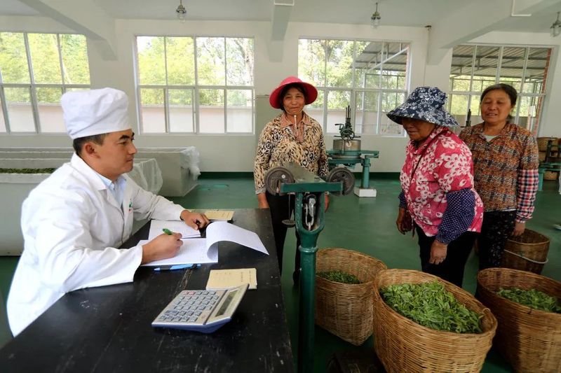 有关于找春天:不一样的春茶“风景”的信息(10)