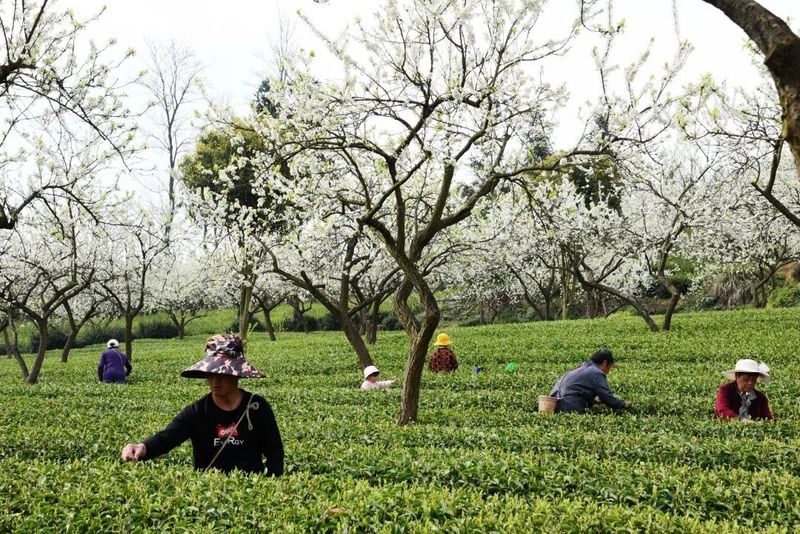 有关于找春天:不一样的春茶“风景”的信息(8)