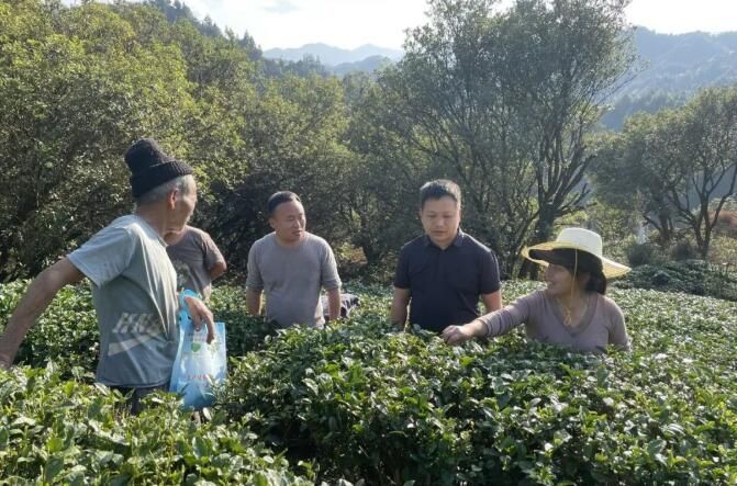 关于丹江镇“三到位”助力春茶采收的新闻(1)
