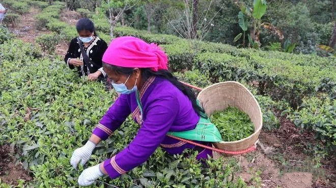 关于沧源:糯良乡春茶采摘忙 茶农笑开颜的内容(1)