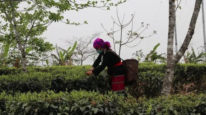 关于沧源:糯良乡春茶采摘忙 茶农笑开颜的内容(2)