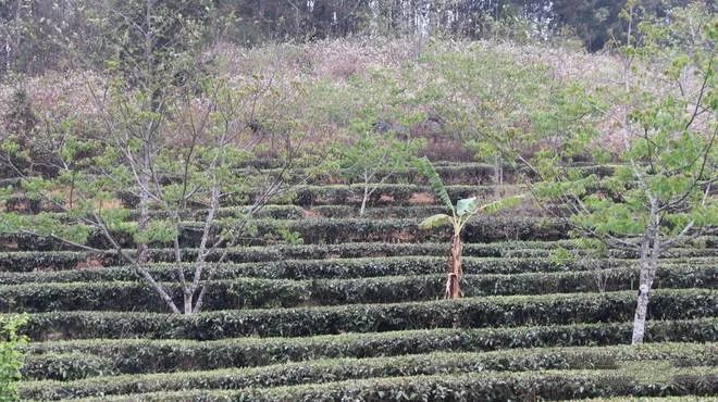 关于沧源:糯良乡春茶采摘忙 茶农笑开颜的内容(3)