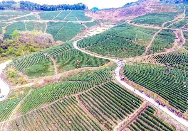 关于春茶开采!瓮安天文镇用这个办法茶企“用工难”的新闻