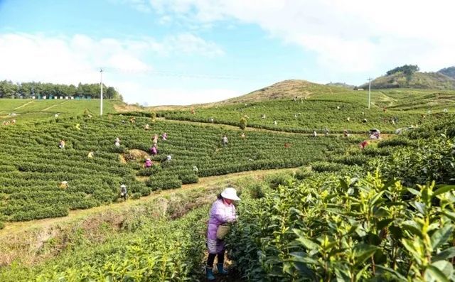 关于春茶开采!瓮安天文镇用这个办法茶企“用工难”的新闻(3)