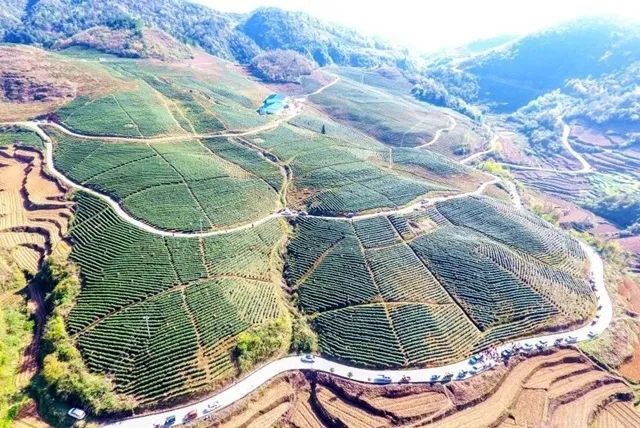 关于春茶开采!瓮安天文镇用这个办法茶企“用工难”的新闻(5)