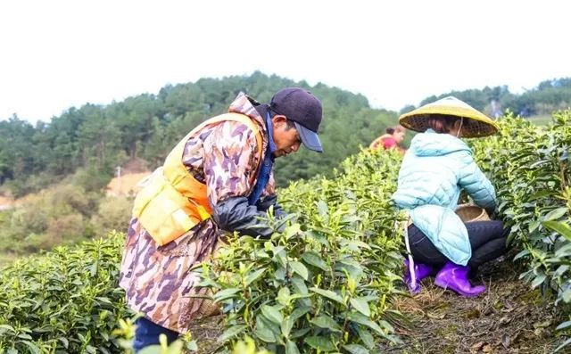 关于春茶开采!瓮安天文镇用这个办法茶企“用工难”的新闻(1)