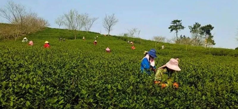关于安徽省春茶开采动态发布(第二期)的新闻(1)