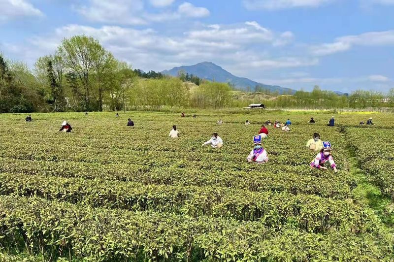 关于宁强县茶叶技术推广中心全面开展春茶生产质量安全检查的相关内容(1)