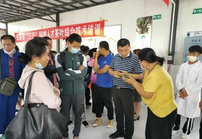 关于江城:开展茶叶技术加工培训 助推茶产业高质量发展的新闻(1)