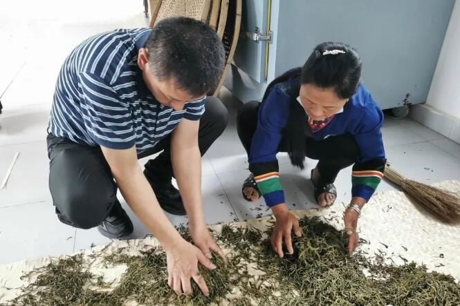 关于江城:开展茶叶技术加工培训 助推茶产业高质量发展的新闻(2)