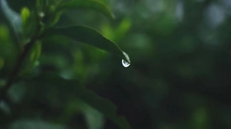 关于缺采摘工人,少上门客户,江苏春茶期待渡过“倒春寒”的相关信息