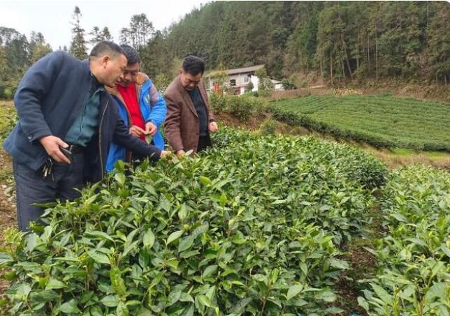 关于恩施市太阳河：技术指导进茶园的相关内容