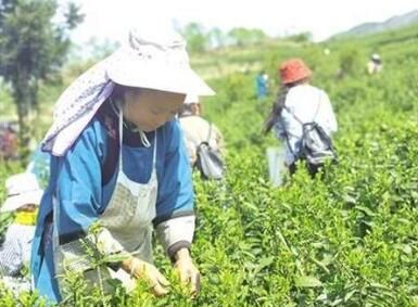 有关于盘州市保基乡:大力发展茶产业助力乡村振兴的信息