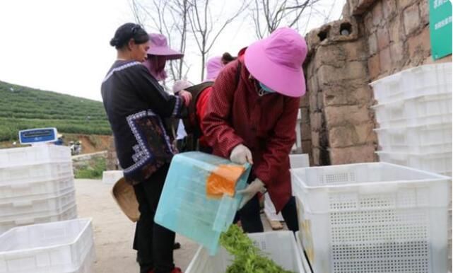 有关于三都中和镇:讲好“茶故事”,将小茶叶做成大产业的相关信息(3)