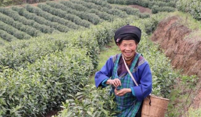 有关于三都中和镇:讲好“茶故事”,将小茶叶做成大产业的相关信息(1)